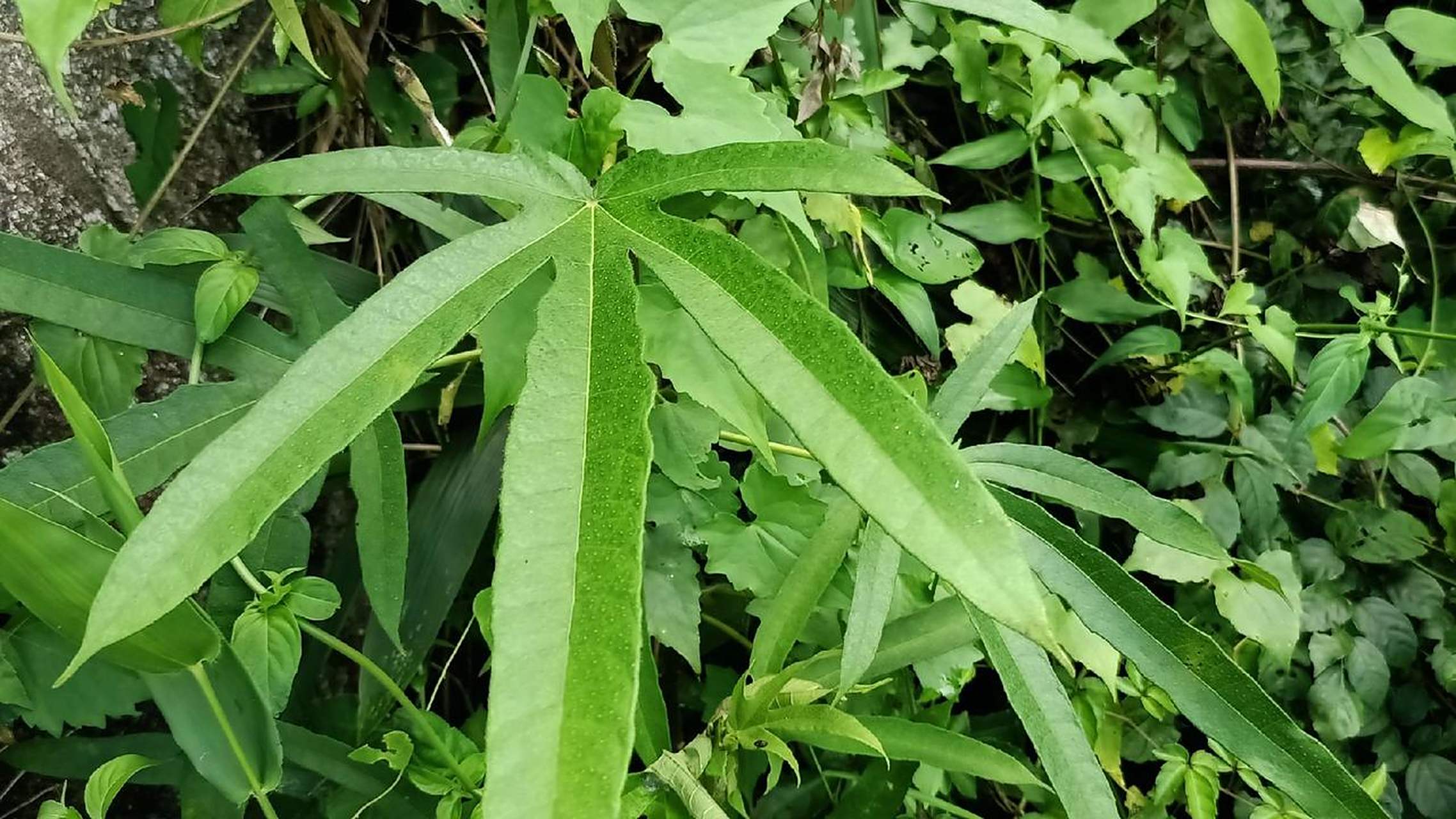 正宗识百草 药用植物 五指毛桃
