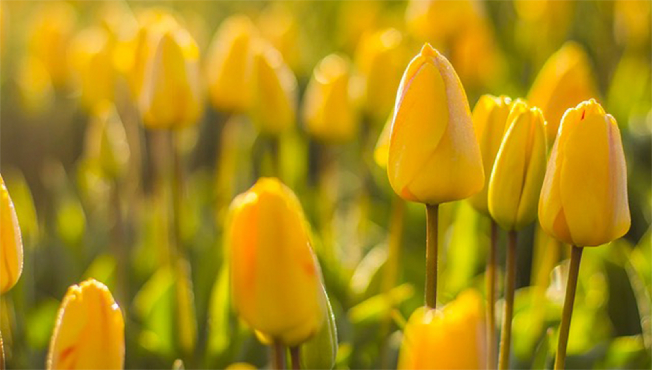 荷兰物语,荷乐不为