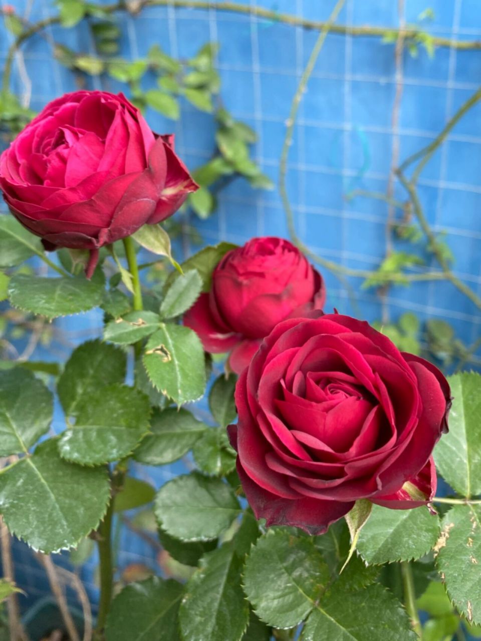 红色蕾丝 月季 暗红色的花瓣,质感厚实 丰花多头,花量大 成簇开放,花