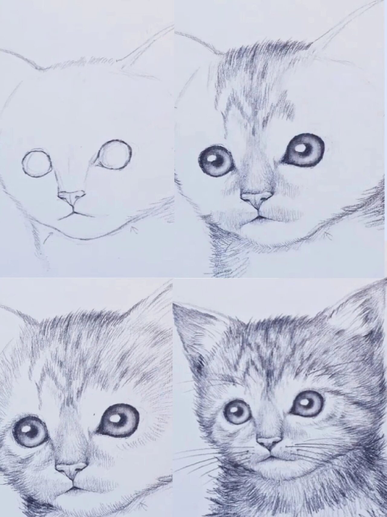 猫咪素描绘画步骤