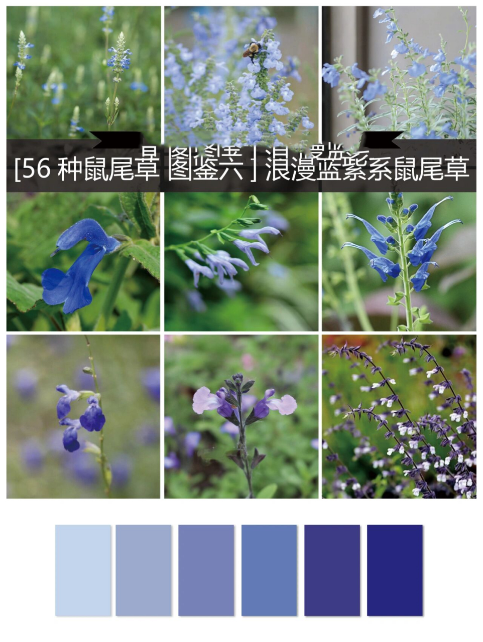 蓝色舞曲鼠尾草 株高80-160cm,花蓝色