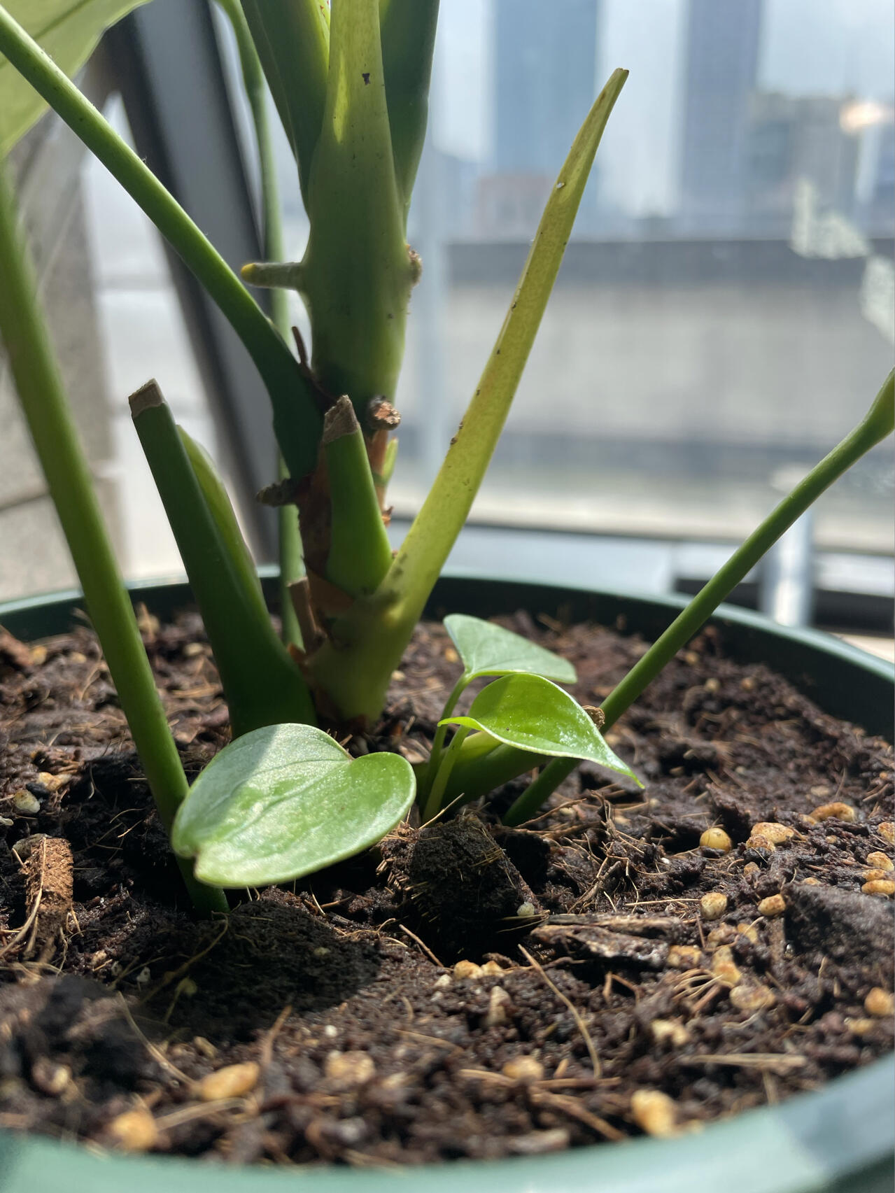 新生—红掌的成长