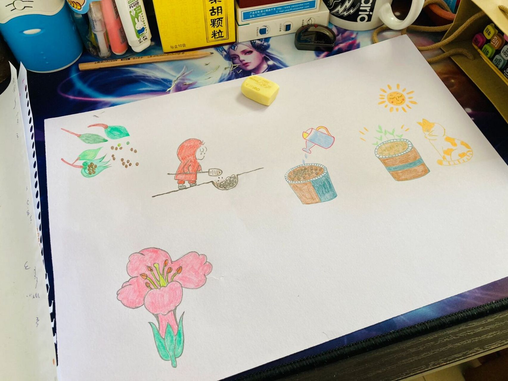 凤仙花观察记录 图一:草稿纸写清目标 图二:简单绘画 图三:填充文字