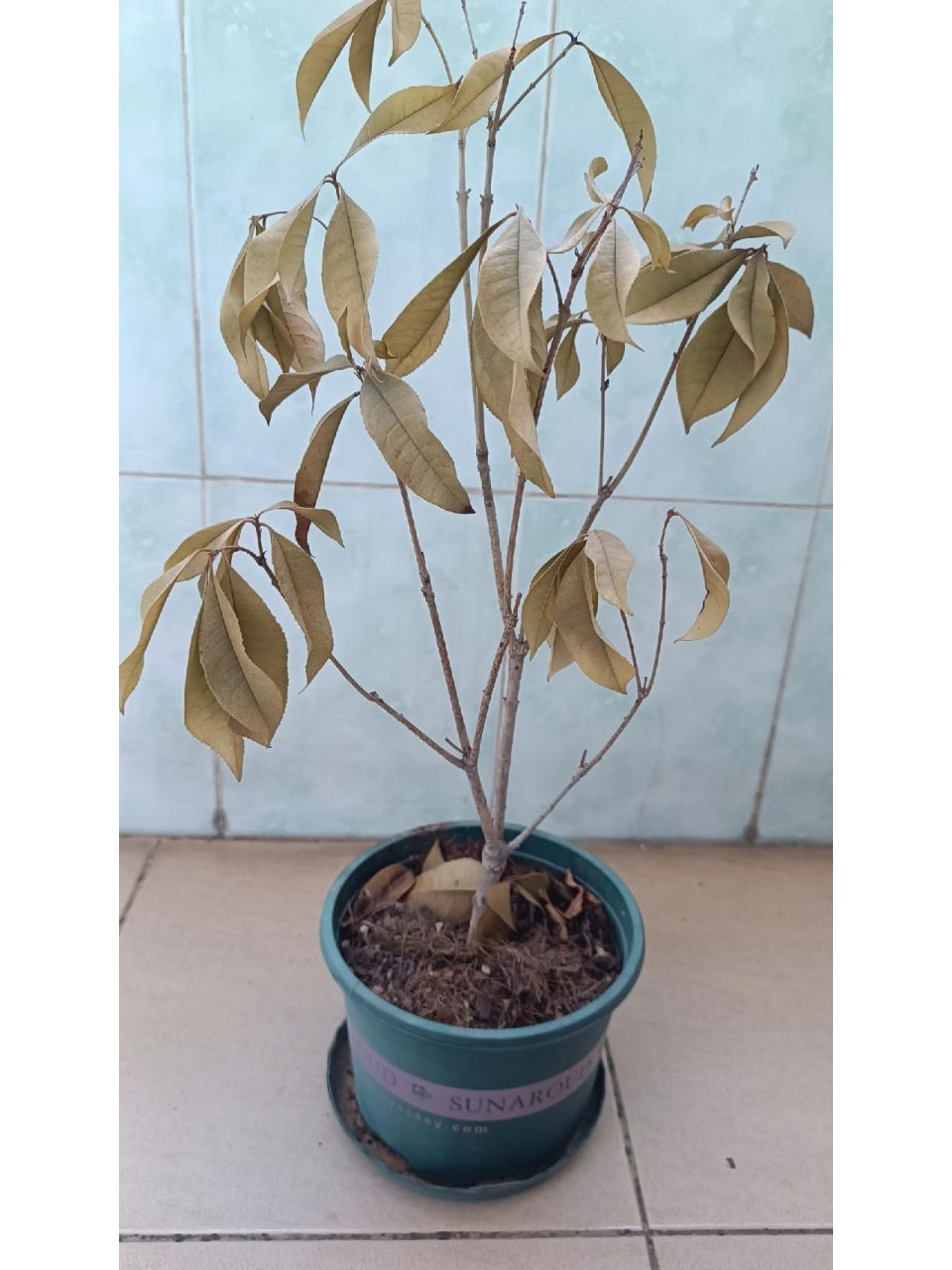 桂花树之前没打理晒枯了,尝试救活… p1  放在室外阳台,没浇水曝晒枯