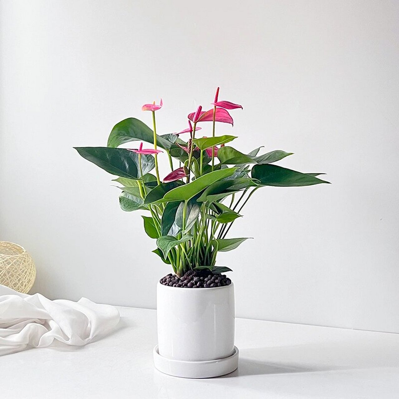 粉掌|开业乔迁室内简约耐阴易养桌摆盆栽 粉掌,又名粉冠军,花烛,安祖