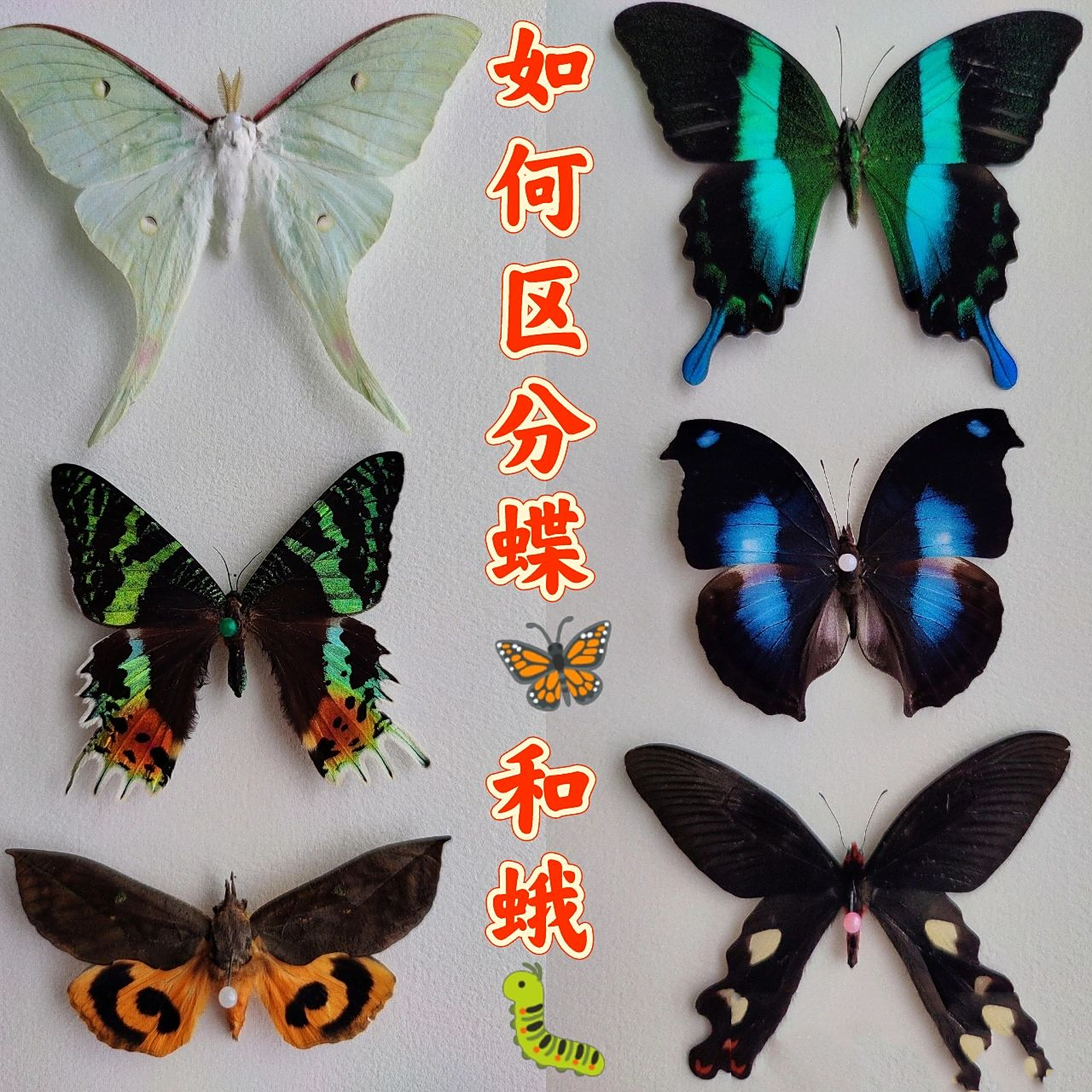 还分不清蝴蝶和扑棱蛾子7171  【写在前面】:本笔记的目的是简单