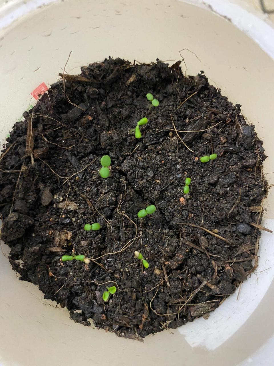 草莓种子发芽97(2) 直接从草莓上扣的种子,放纸巾上催芽十天左右