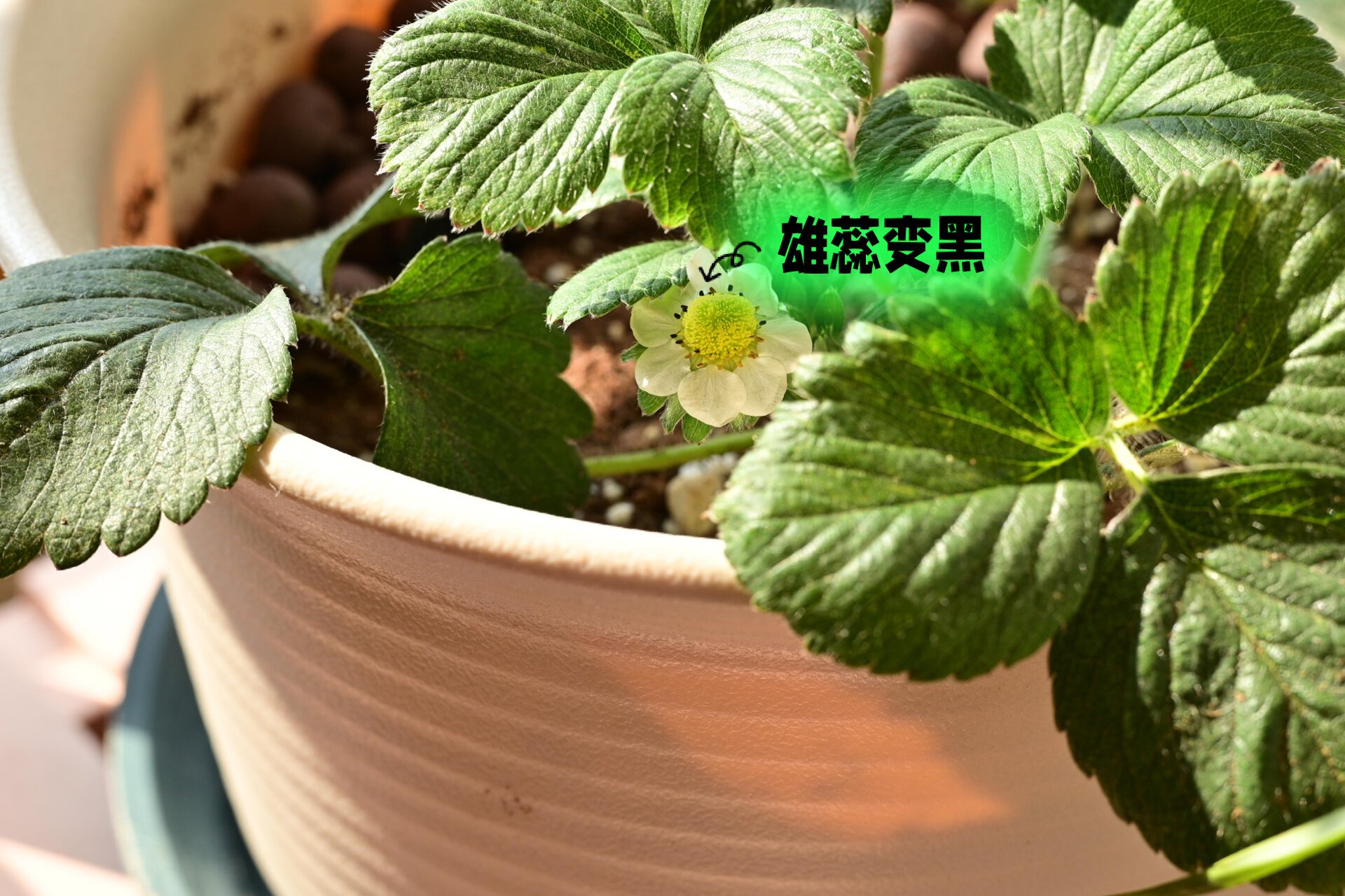上的草莓,初花,看到花蕊变黑,一下子就冲淡了初见开花时的喜悦之情