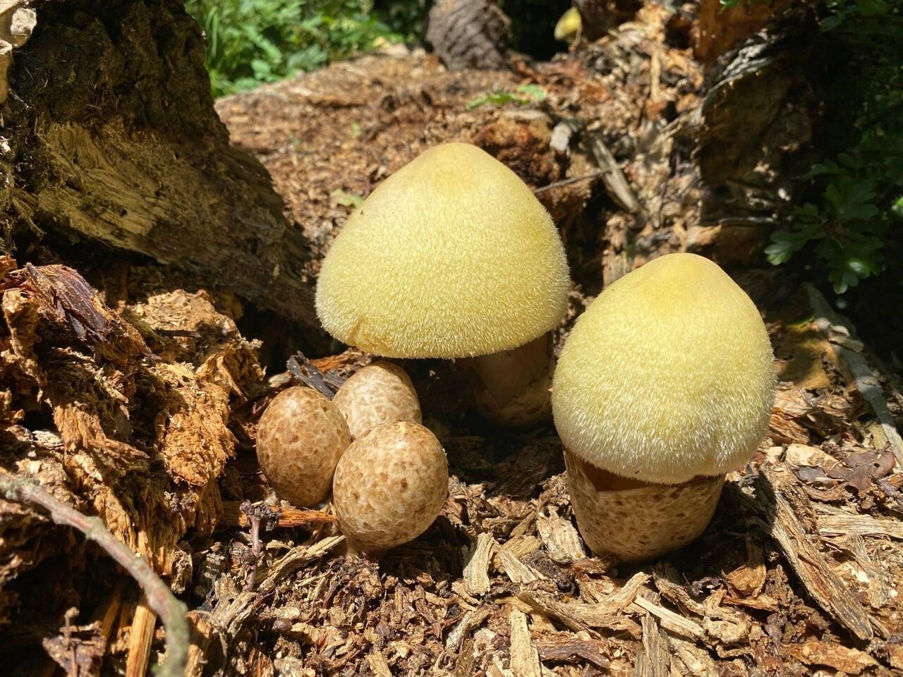 白色里面有菌托却没有毒的蘑菇——银丝草菇 除了鹅膏以为也就草菇有