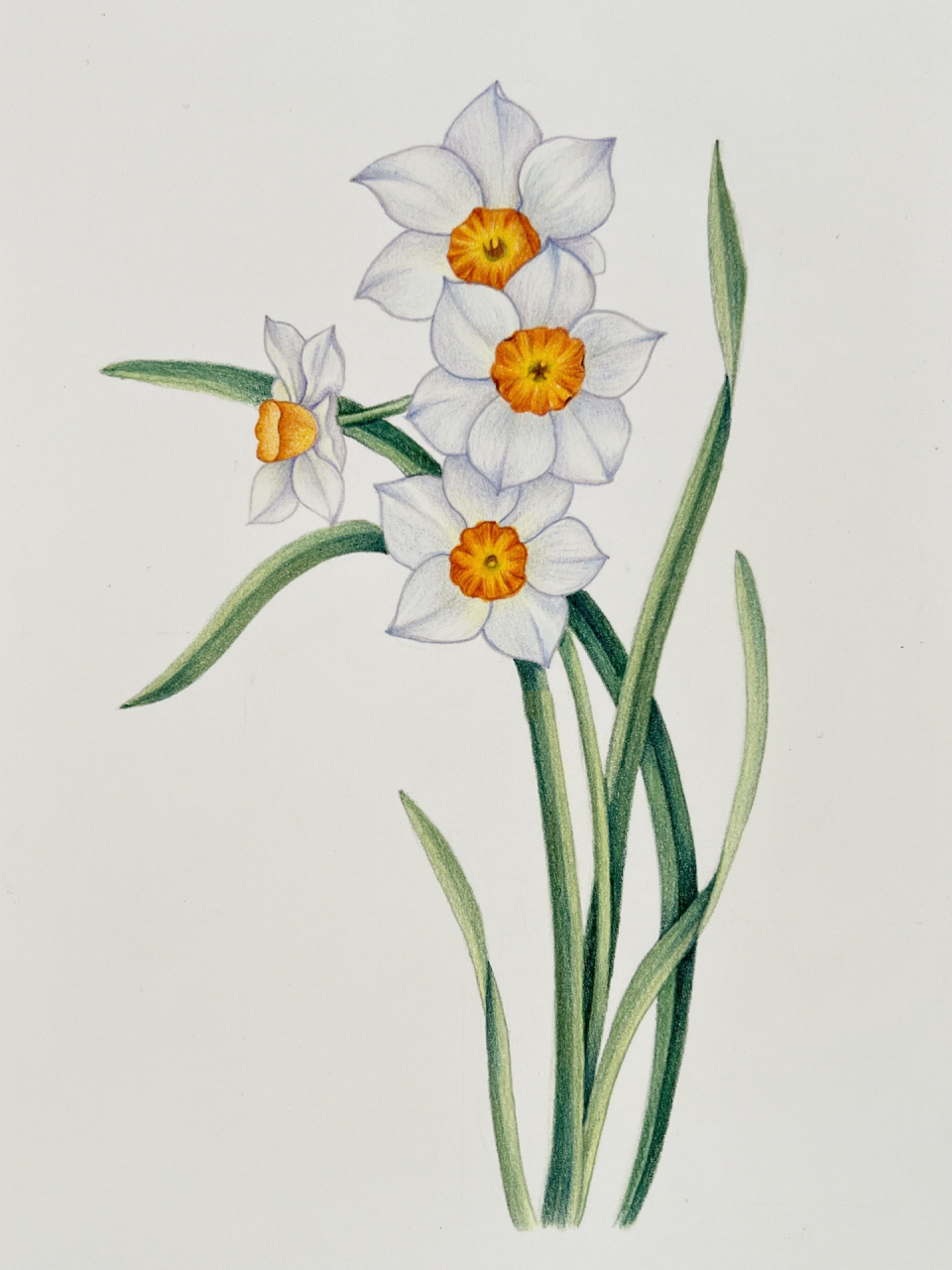 彩铅花卉——水仙,附步骤图 临摹水彩《花开有时·2023》 花语:想念