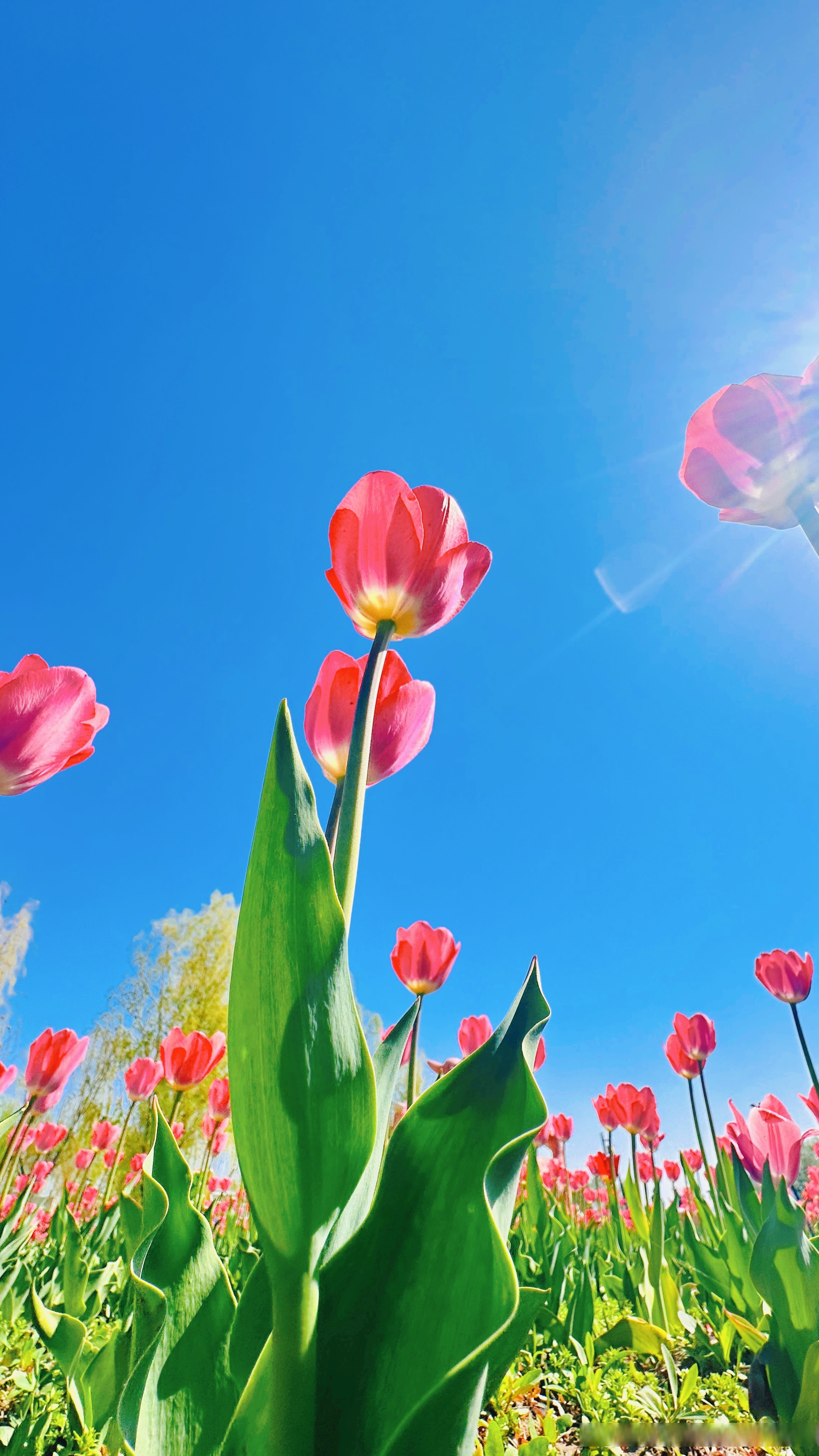 春日有约  每一朵郁金香都是春天的馈赠 #春天有四季全dou在新疆