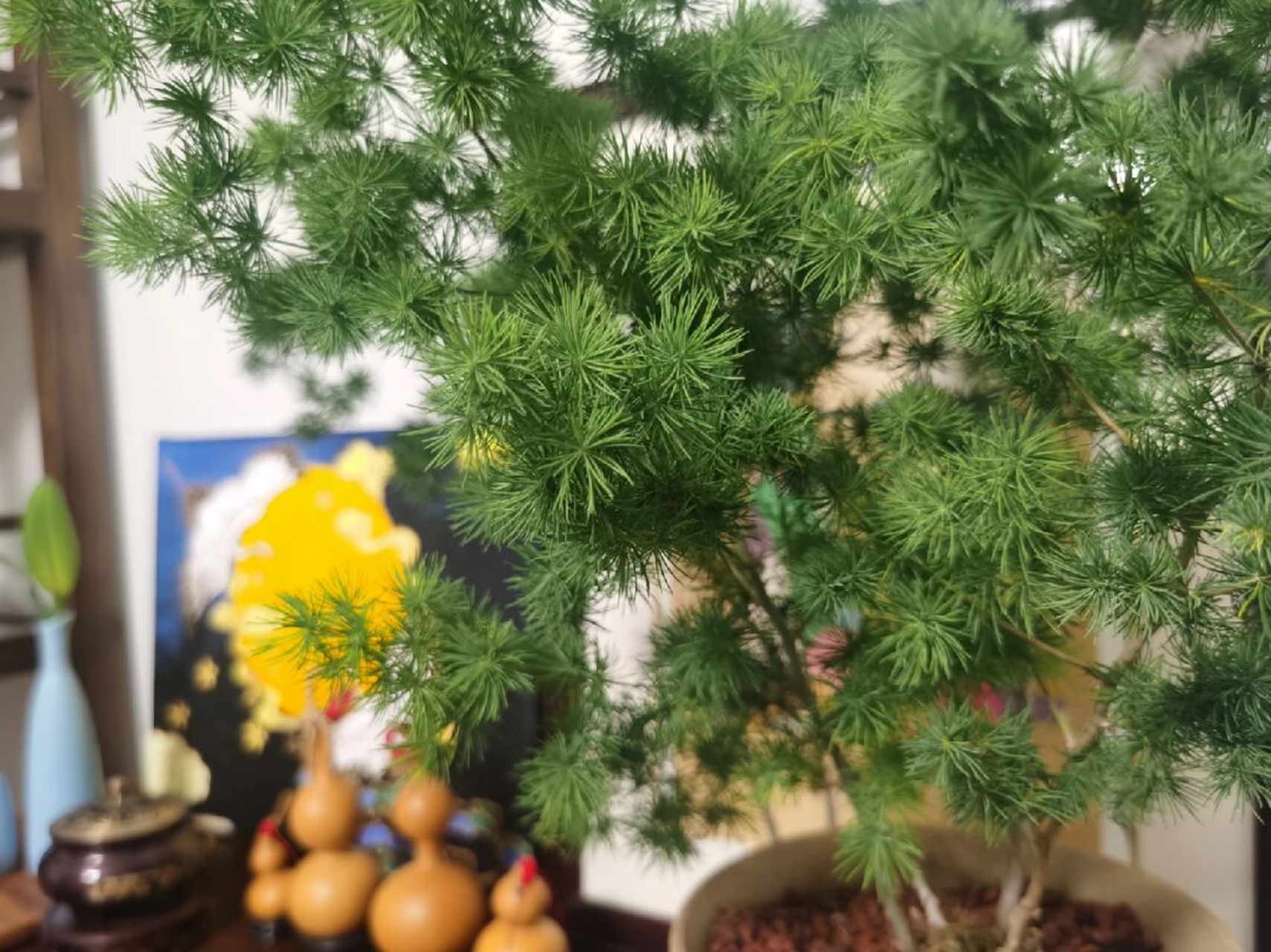 求网友指导～蓬莱松黄成这样是咋了 越来越黄了 孩子说是因为秋天来了