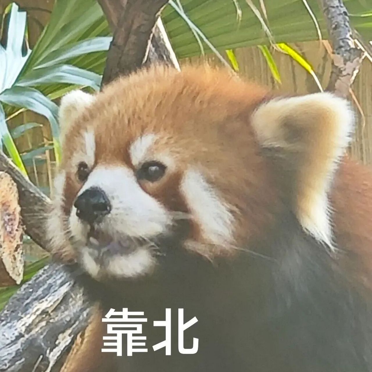 熊猫保佑表情包图片