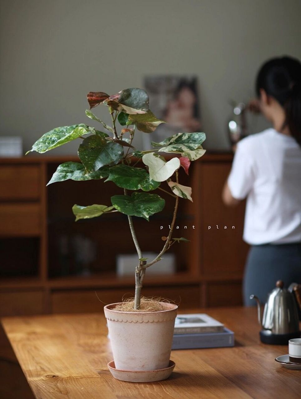 新晋网红绿植花叶黄槿室内盆栽真的好高级 第一眼就被这爱心形状的花