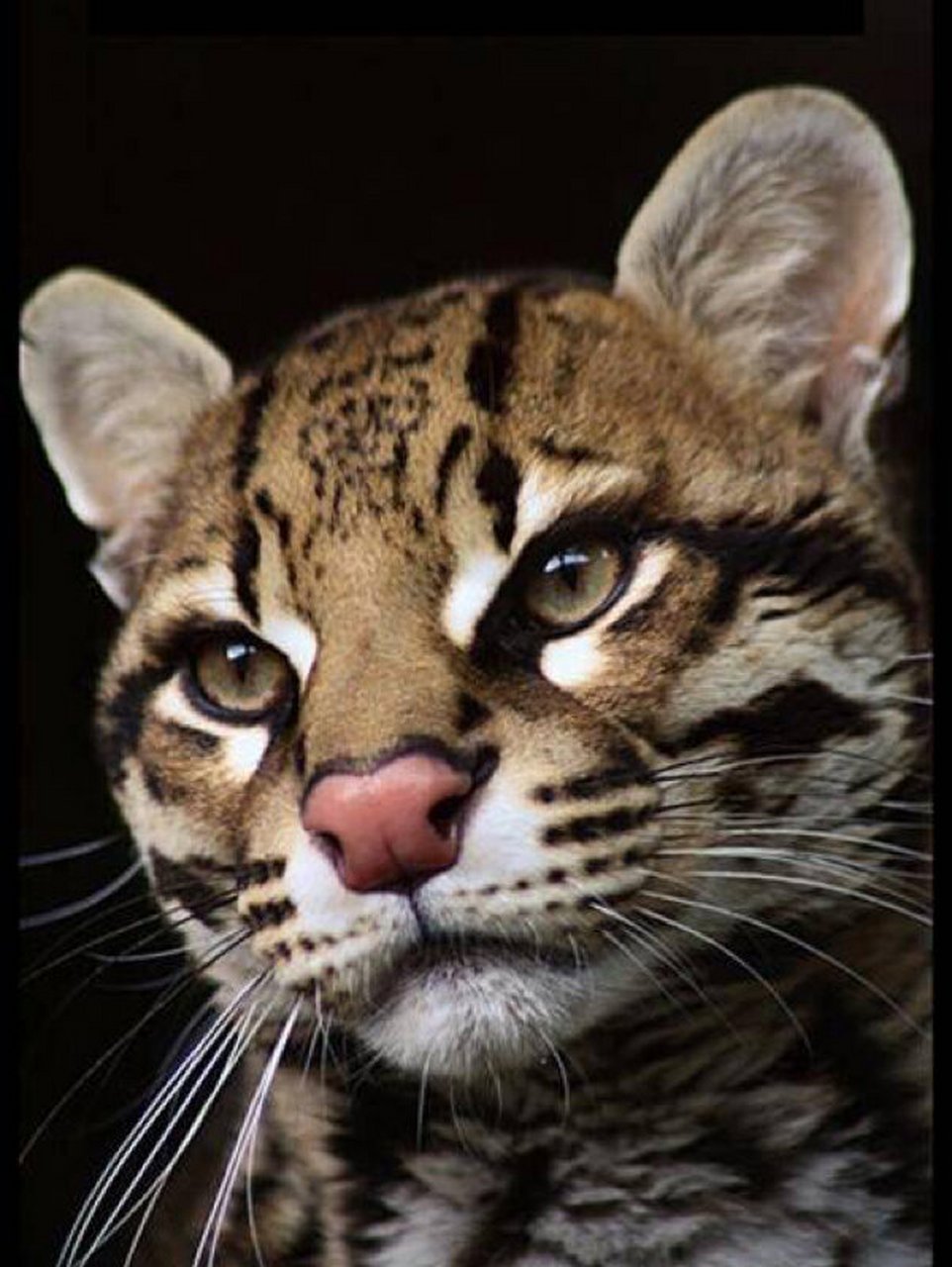 让人情不自禁爱上的物种 第一次在《动物世界》见到豹猫 瞬间被皮毛