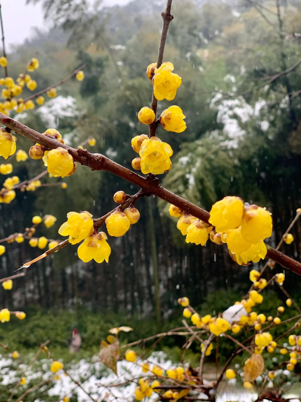 宜兴竹海雪景图片