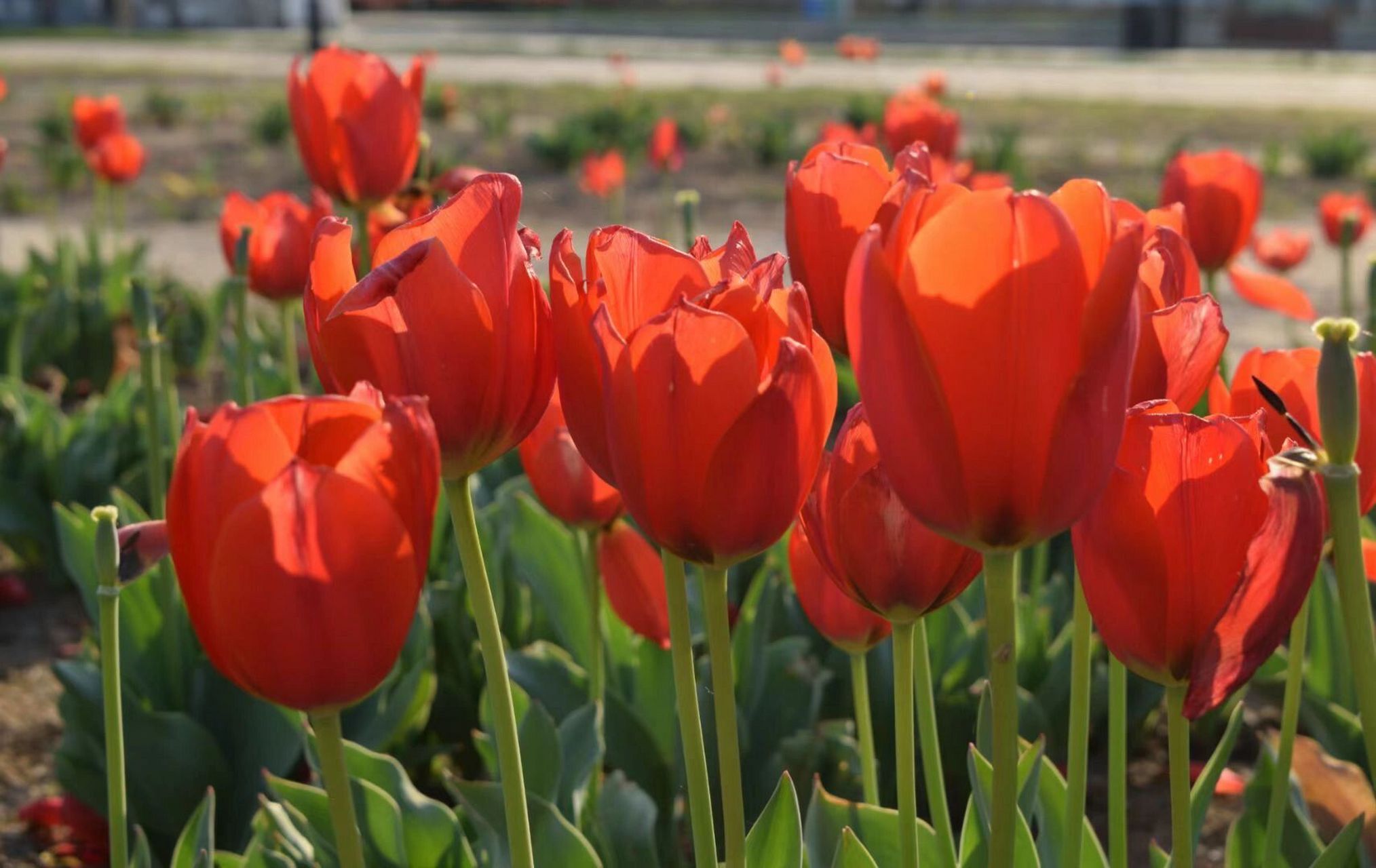 泗阳93|城南植物园 99:泗阳县水杉大道与小窑线交叉口西北460米