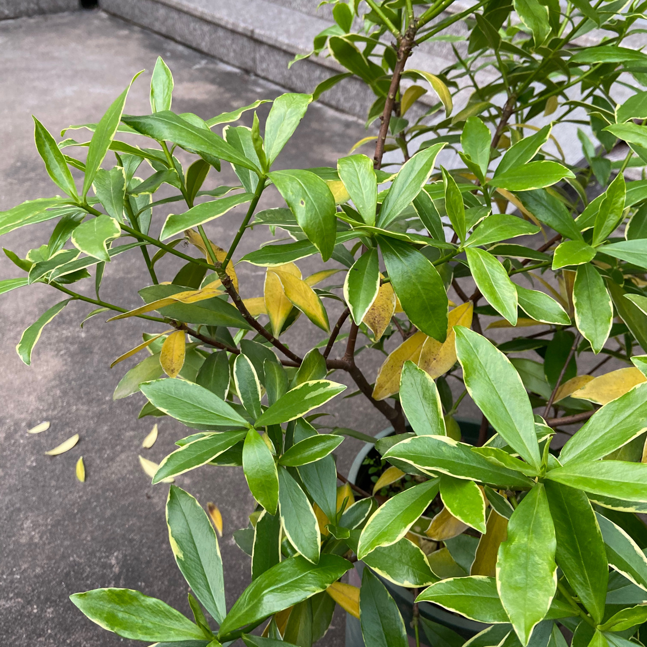 瑞香叶子黄了是怎么回事?