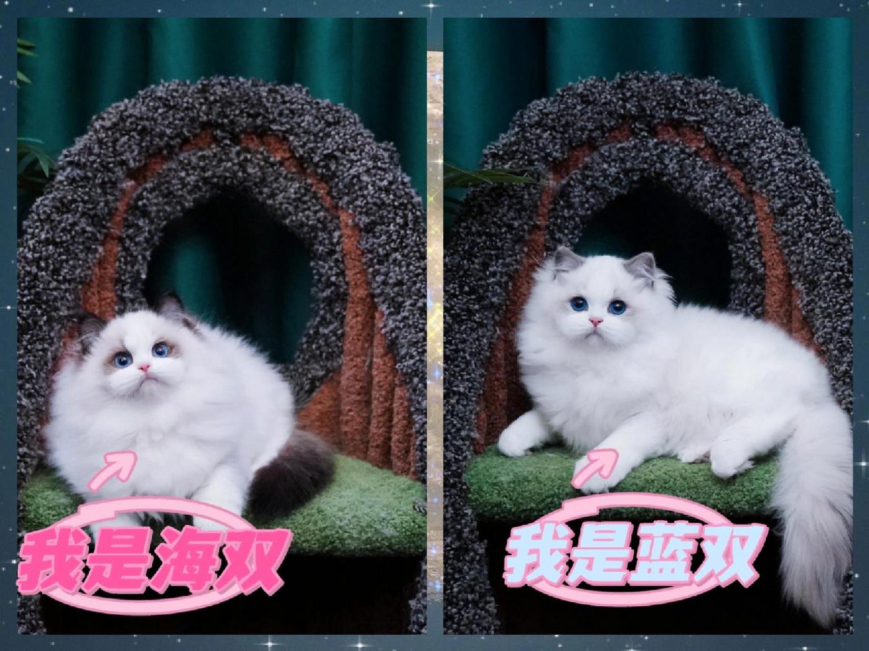 一张图教你分辨蓝双与海双︱收藏攻略🤫 1⃣️今天用一张图让