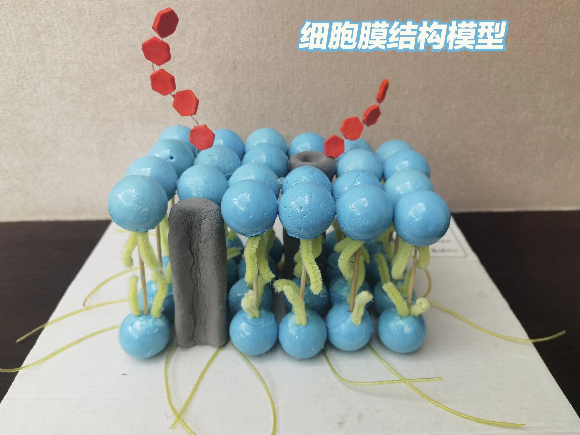 闺女的～国庆节生物作业～～细胞膜结构模型