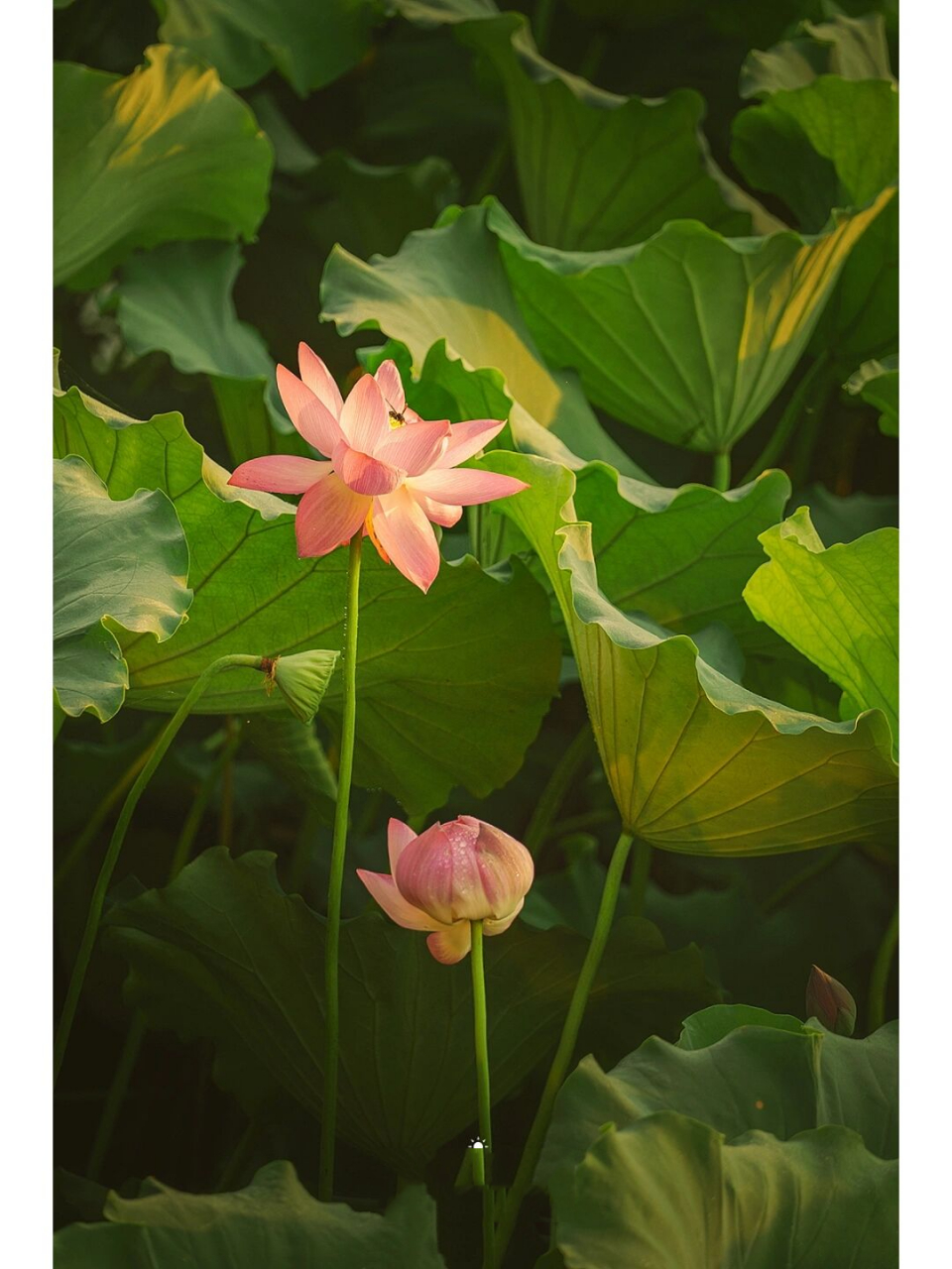 阳光照射荷花图片图片