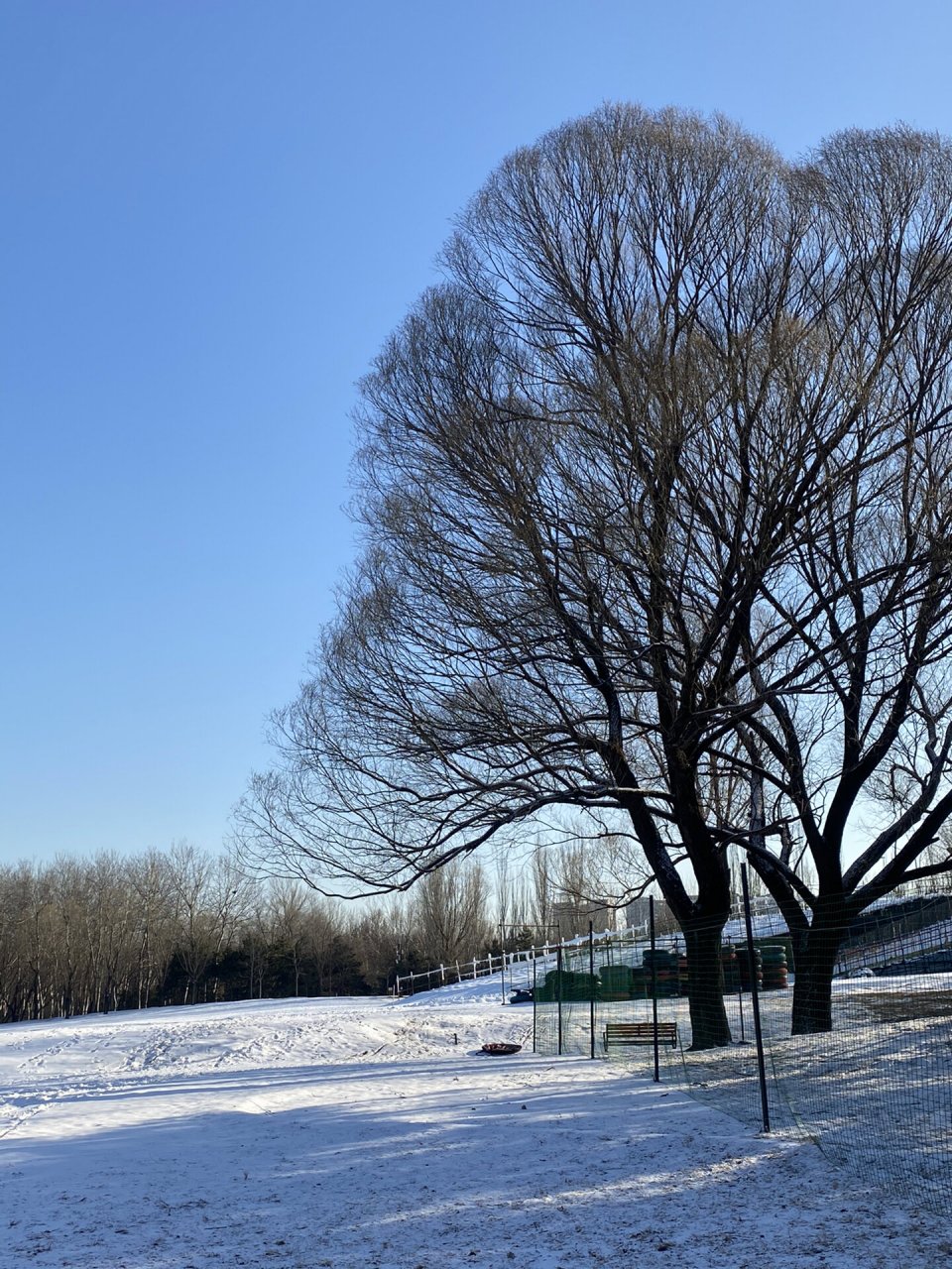 朝阳公园冰场图片