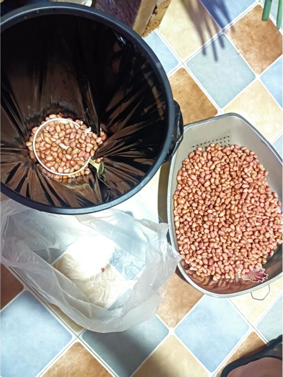 发霉的花生 由于保存不当,买回家后发霉了,用了30多分钟挑选了出来.