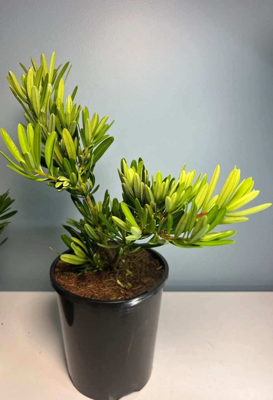 名贵品种—金钻罗汉松#悉尼绿植00 俗话说得好,"家有罗汉松,一世不