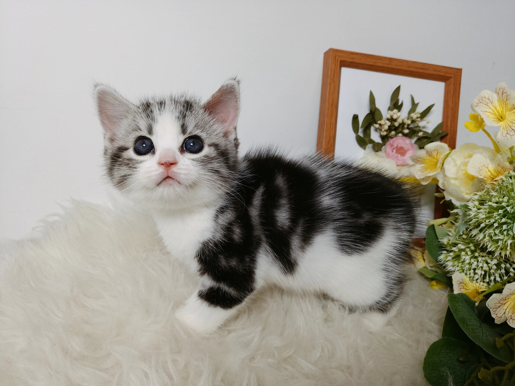 美国短毛猫之美短加白 美短加白,也叫起司猫(和贵宾犬叫泰迪一个原理)