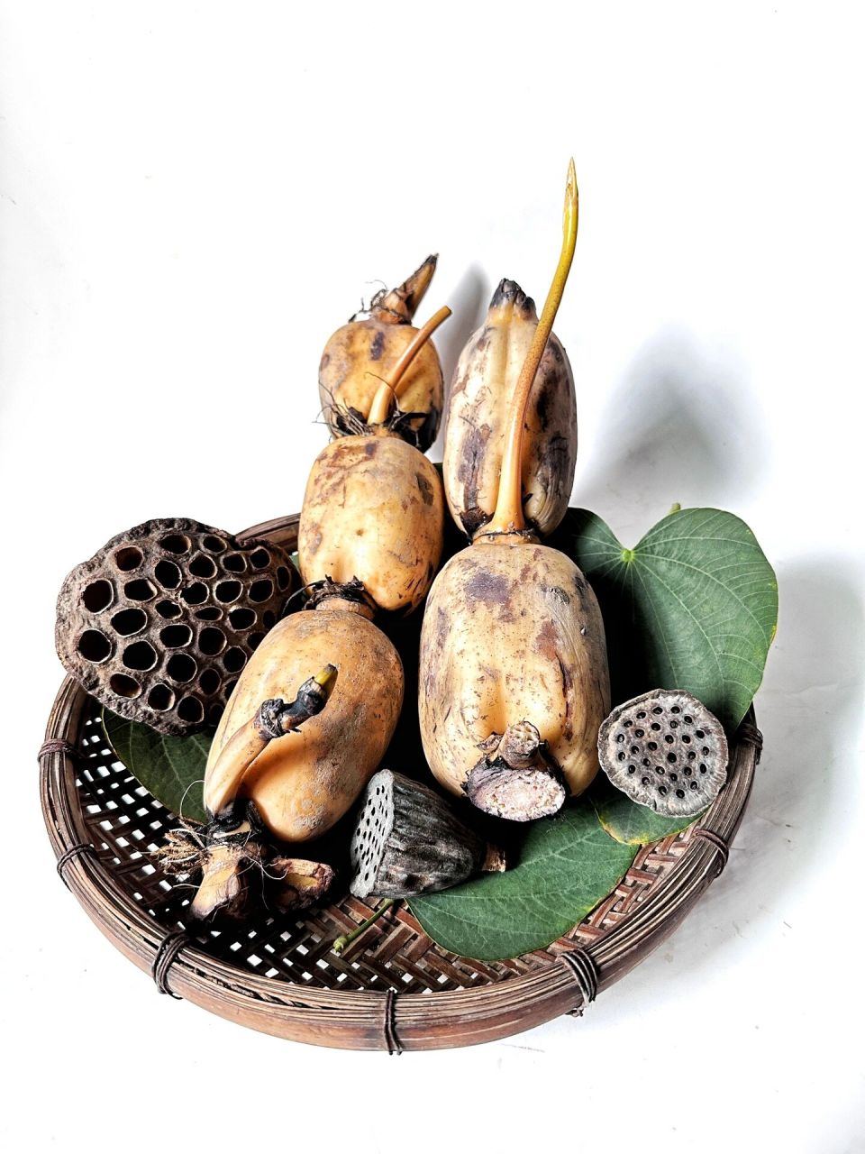 绘画素材1000更&莲藕与莲蓬