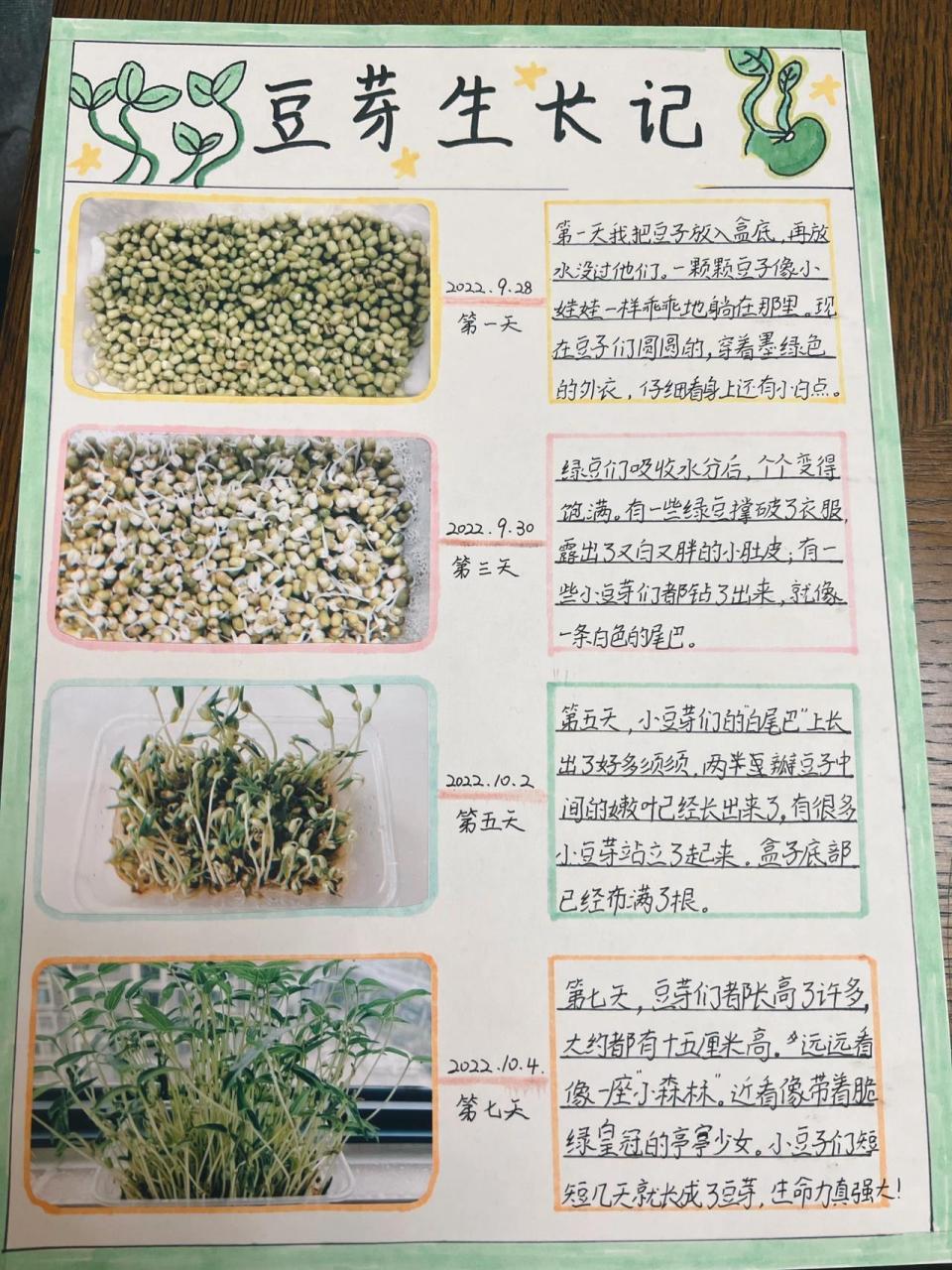 绿豆芽发芽过程生长图片