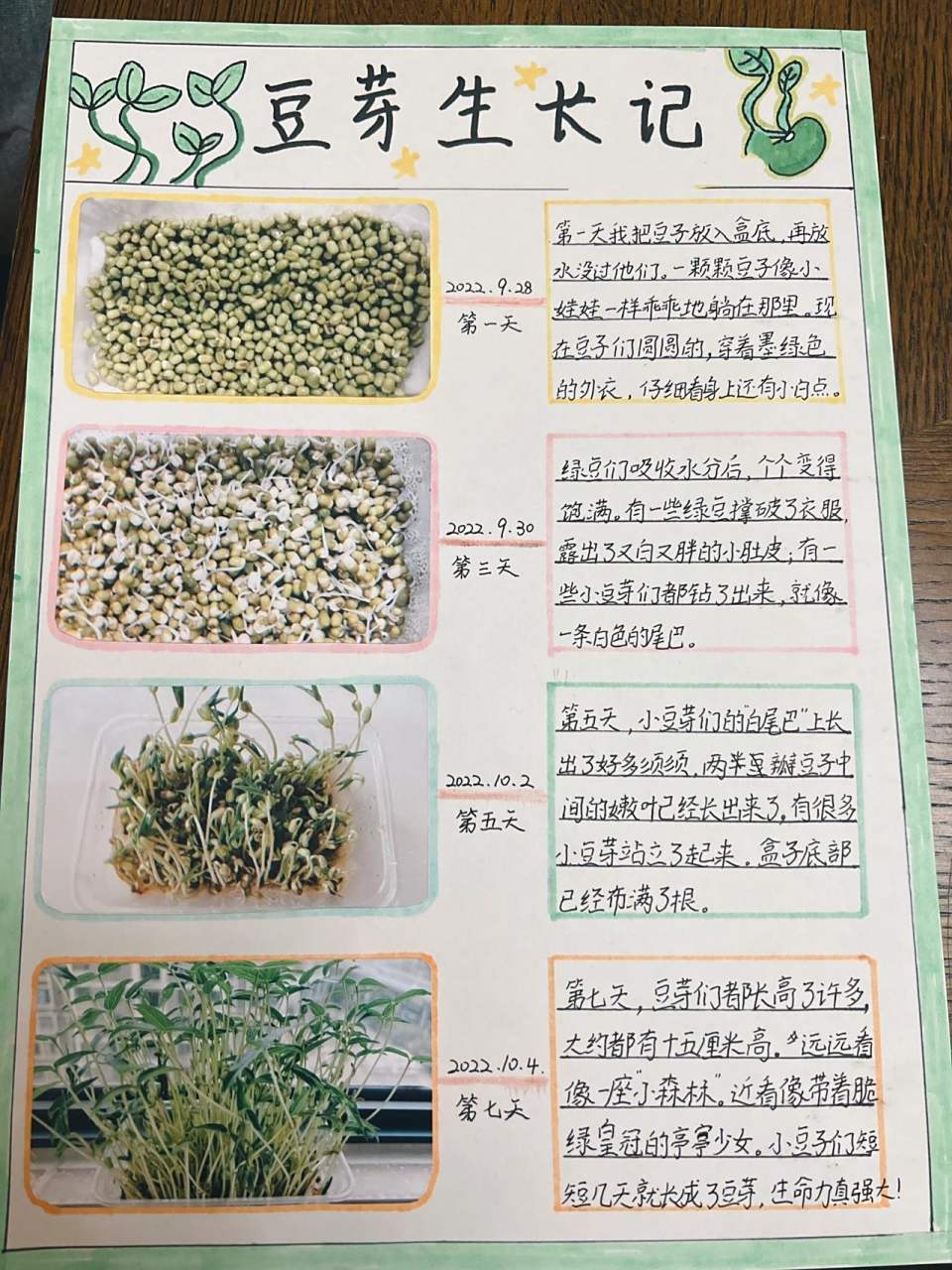 绿豆芽生长记 跟着四年级的小学生一起观察