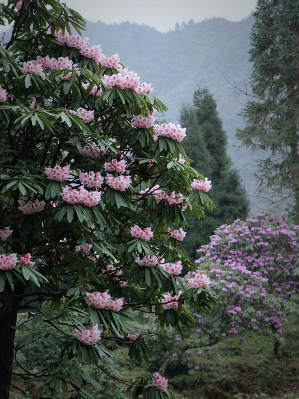 龙池高山杜鹃林盛开,高山,湖泊,满山杜鹃 国家科学院植物研究所在龙池