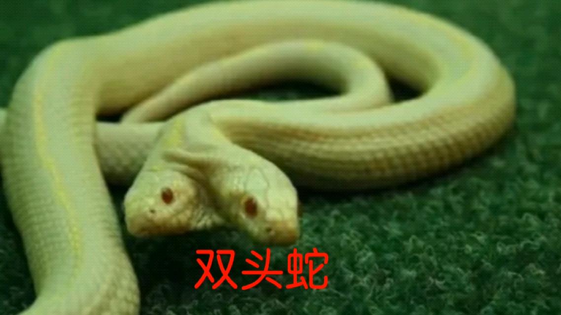 世间罕见物种双头蛇