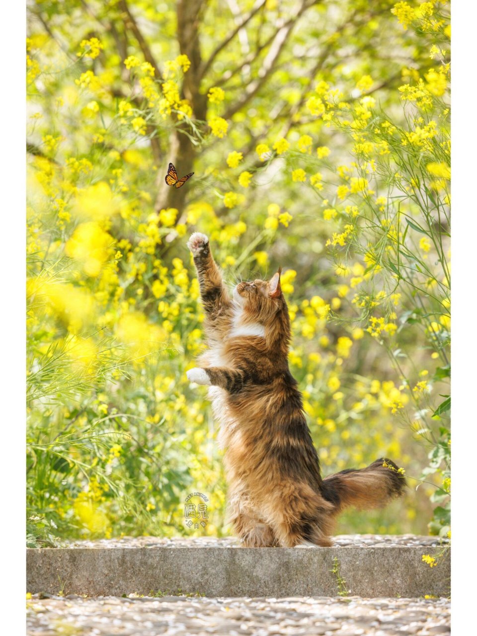 扑蝴蝶的小猫咪92