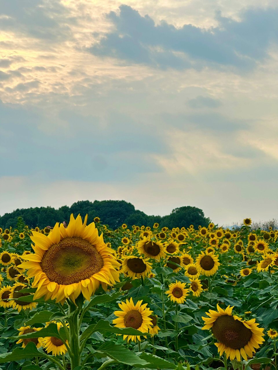 义乌植物园97记一日游拍照 和朋友们踏秋好快乐