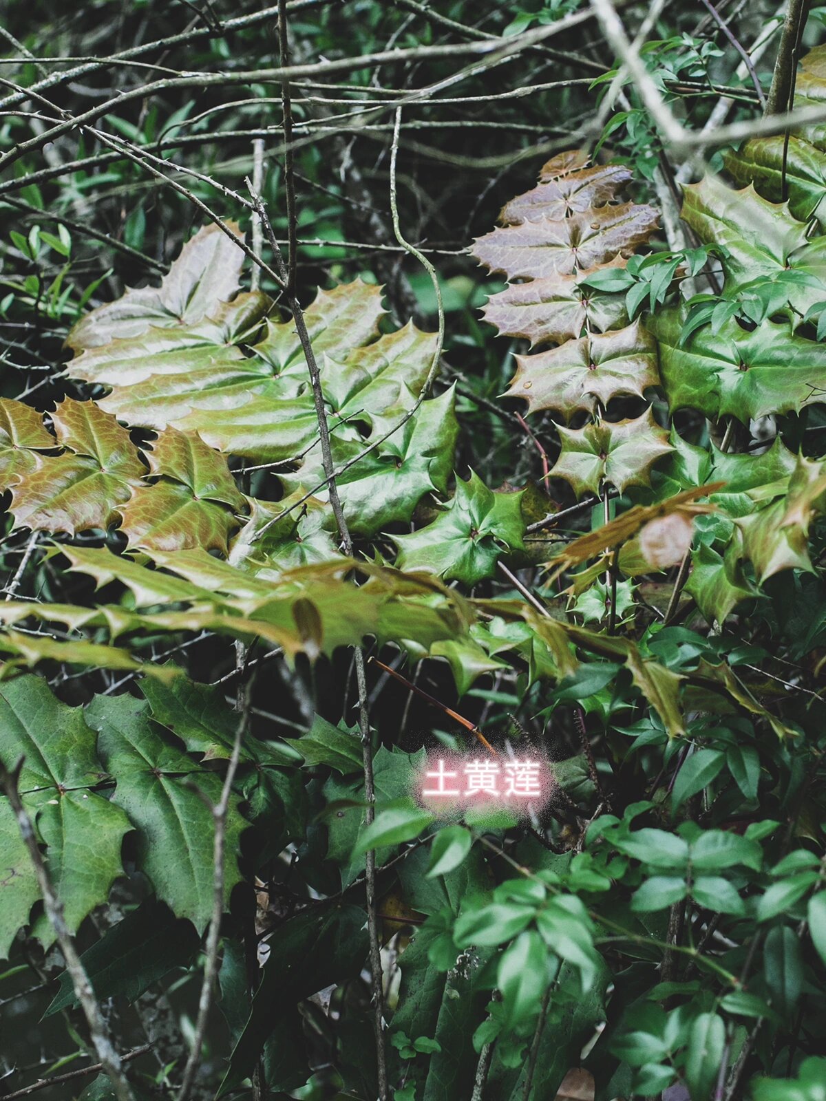 一味中药: 土黄连 这是一颗:土黄连. .