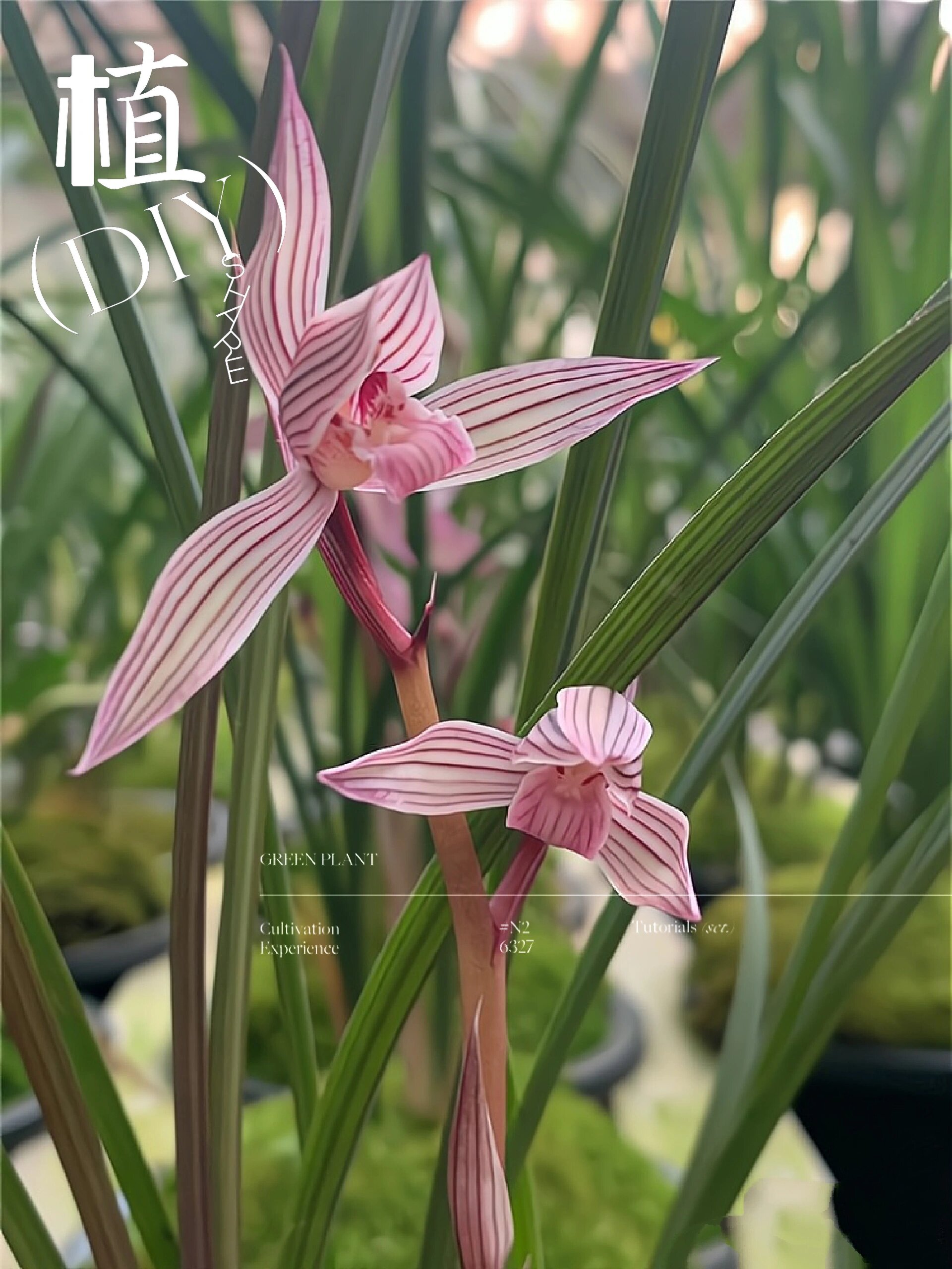 水晶红素      春剑红草水红素花,小芽出土红润,带水晶体,颜色鲜电:叶