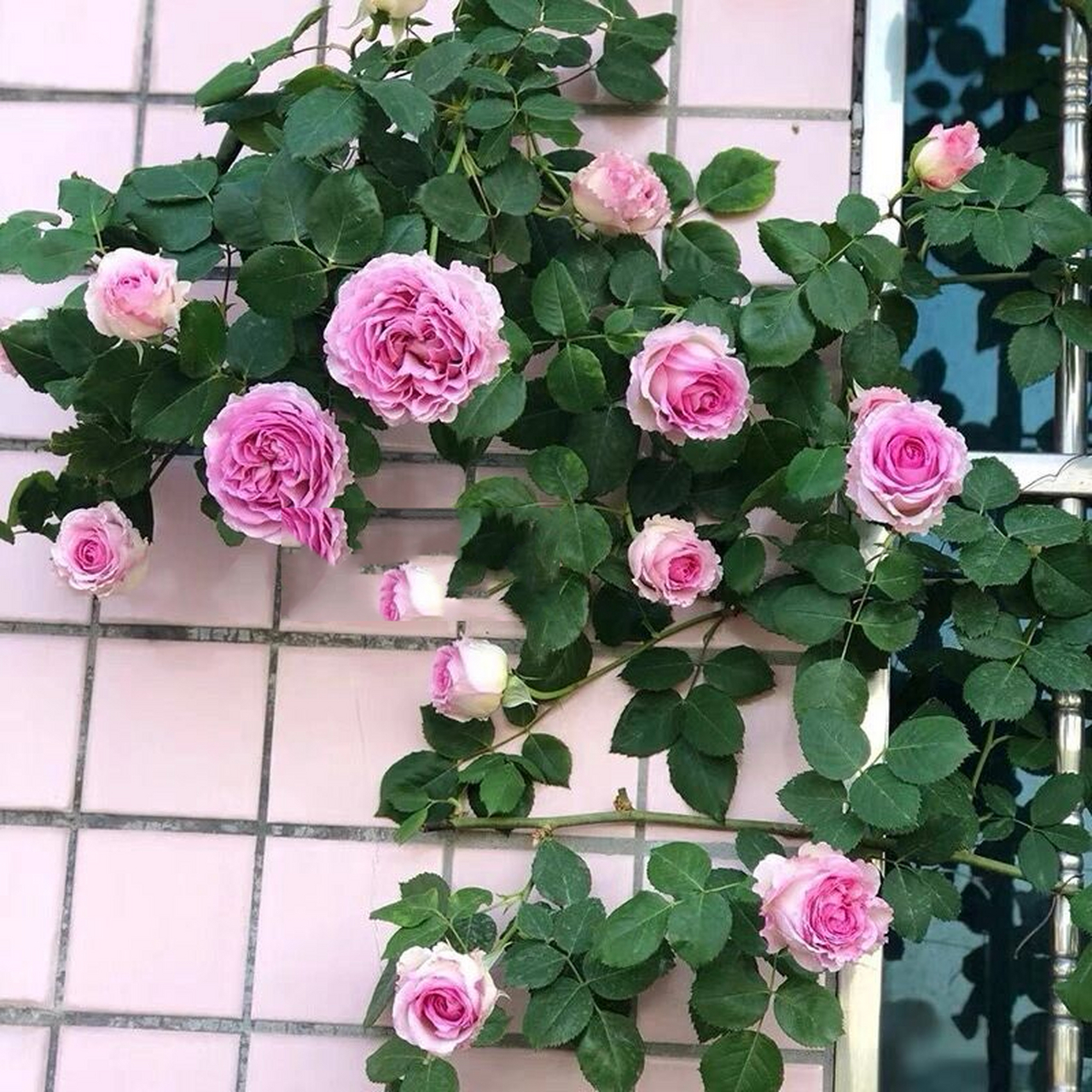 罗衣月季优缺点分析欢迎补充 罗衣是国产月季中非常热门的一个品种了