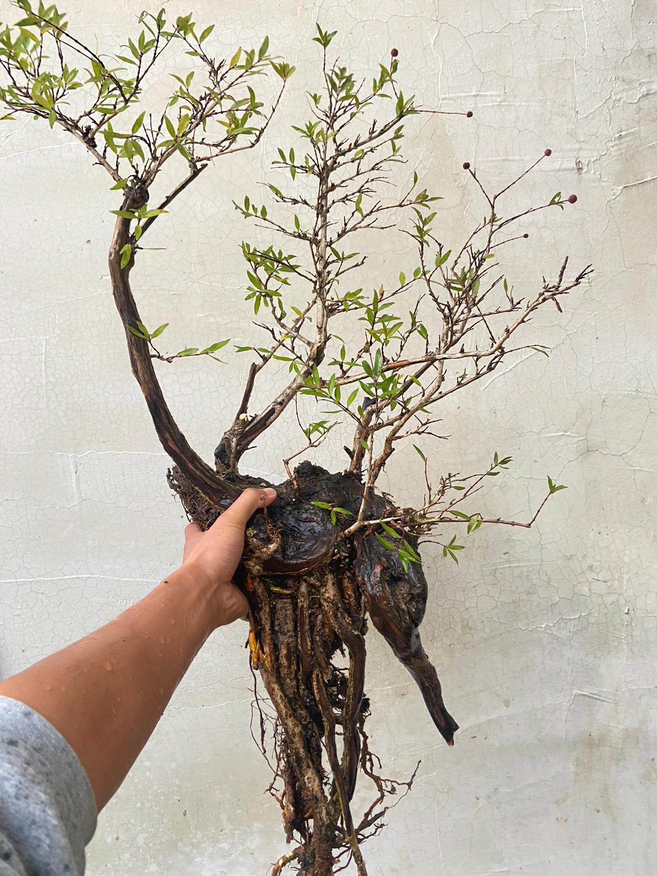 精品水杨梅盆景 精品水杨梅老桩盆景素材,可水培,可用于原生缸造景