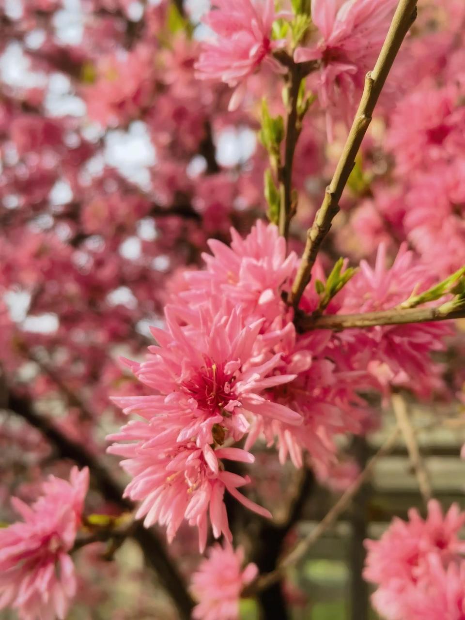 菊花桃图片及价格图片