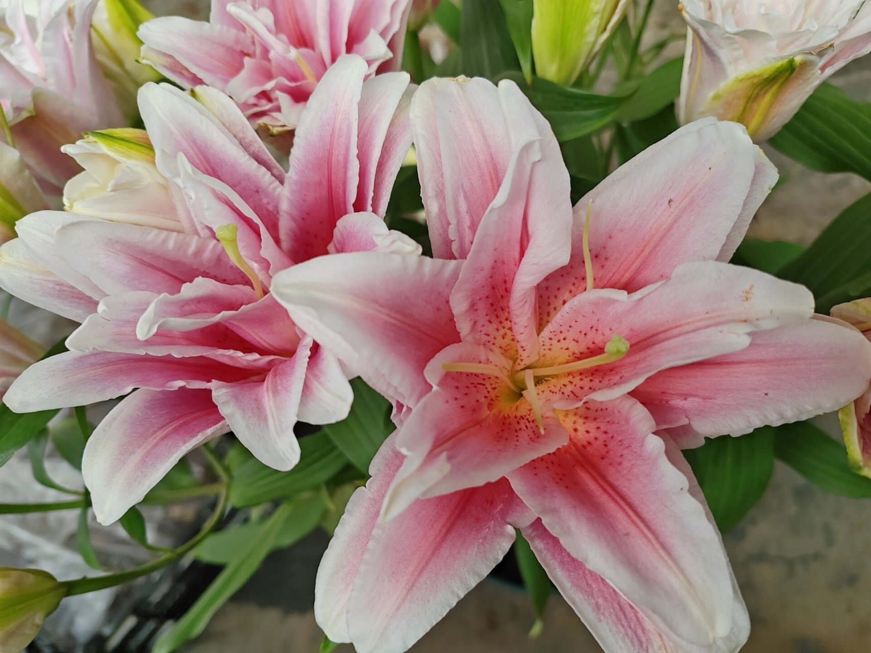 百合花——粉百合9393 粉色百合花,它的花语就是纯洁,可爱,粉色