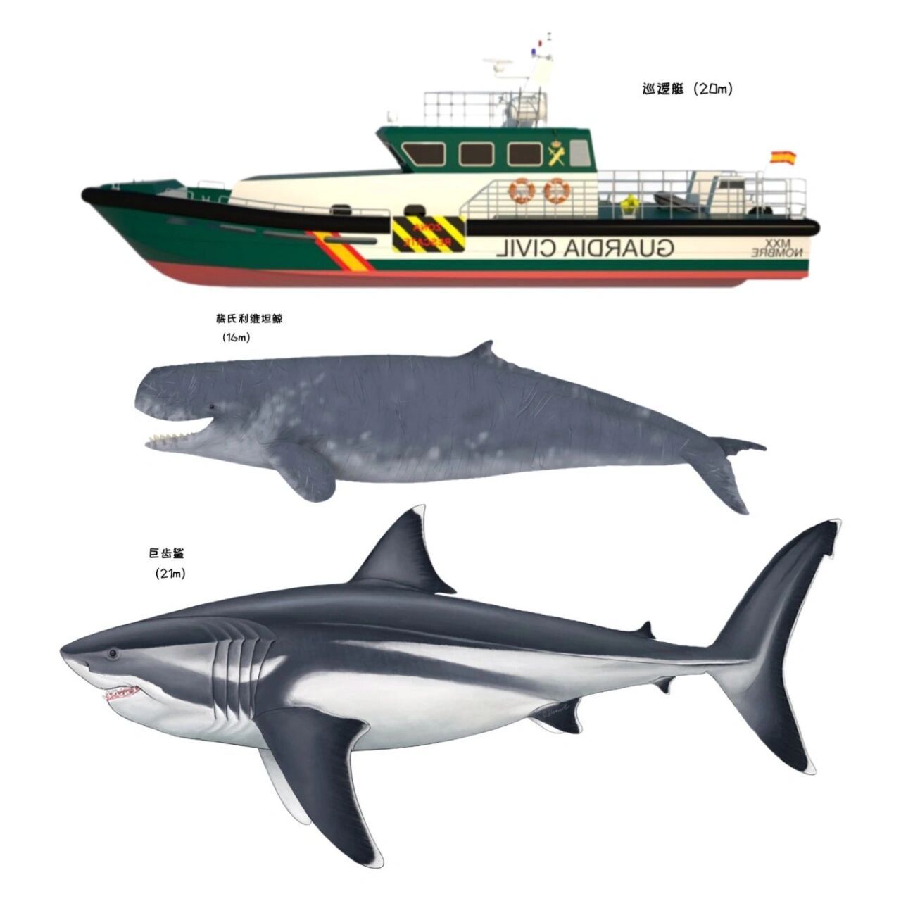 鲸鱼和鲨鱼的区别对比图片