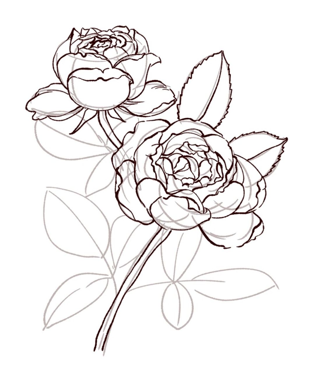 坚持100张线稿练习/34|玫瑰|附过程图 这一幅依然是玫瑰95,老规矩