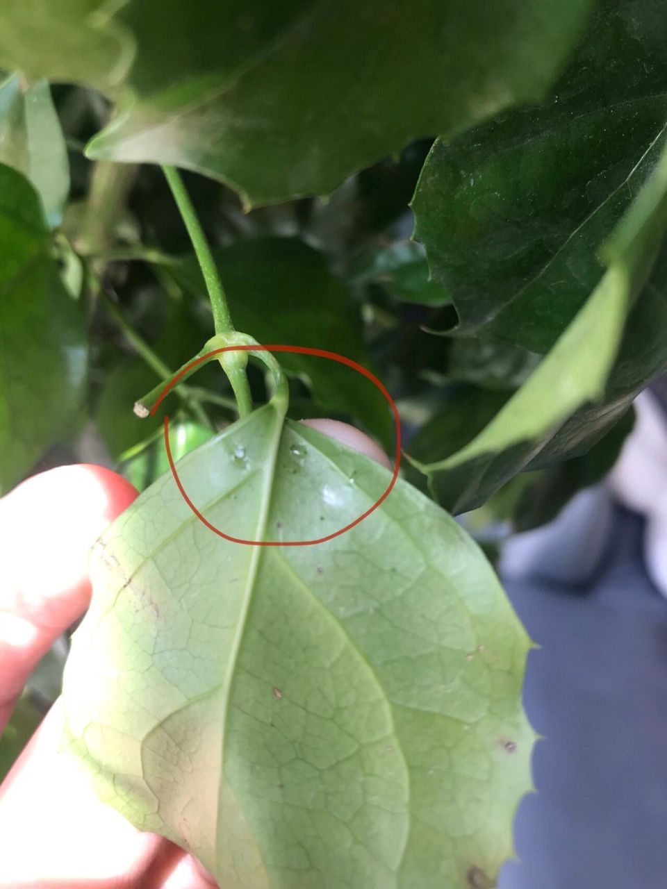 幸福树生虫! 幸福树叶子背面有透明的粘粘的东西,图二.