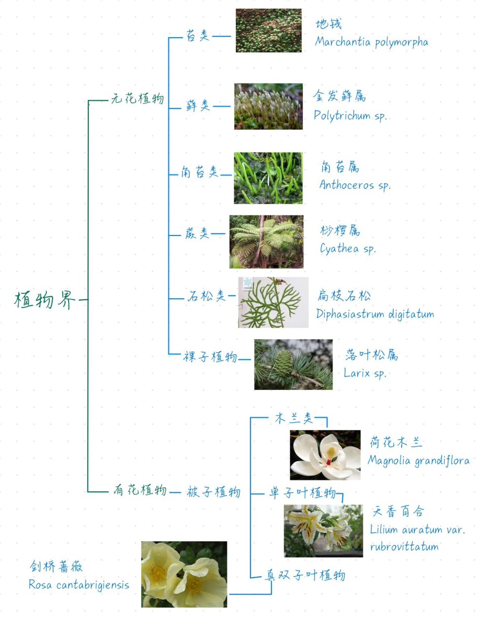 已灭绝的植物名单图片图片