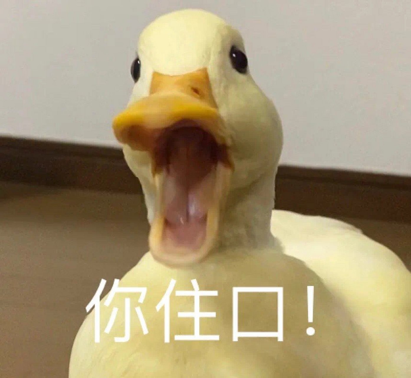 表情包分享时刻     沙雕表情包   #世界真奇妙##地球漫游指南
