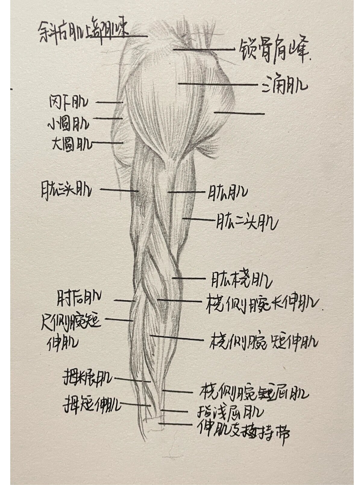 骨骼肌卡通图片