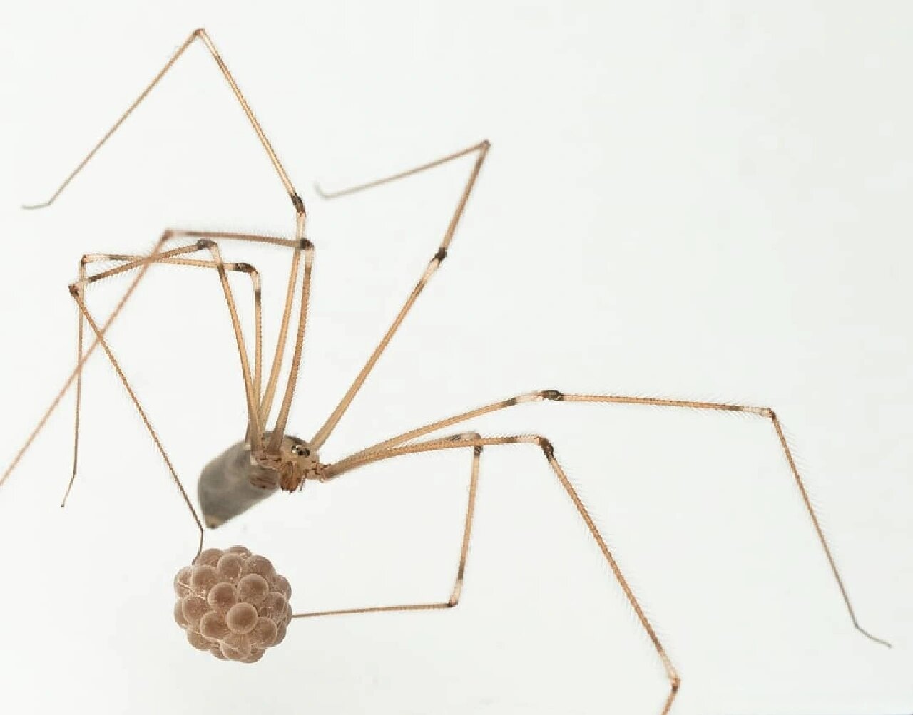 一只幽灵蛛,带着它的孩子们