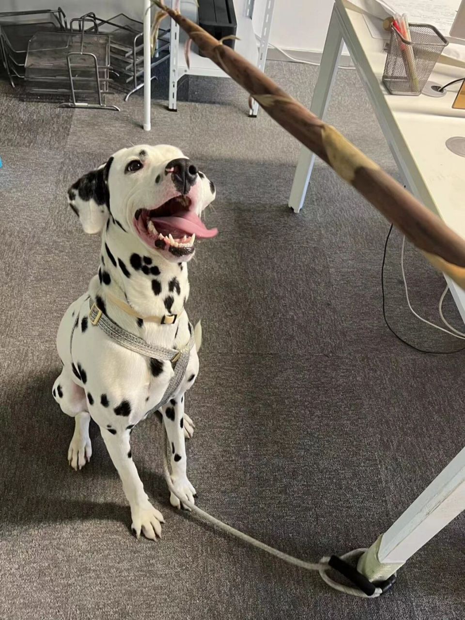 每天都要开心96 #斑点狗# #大麦町犬